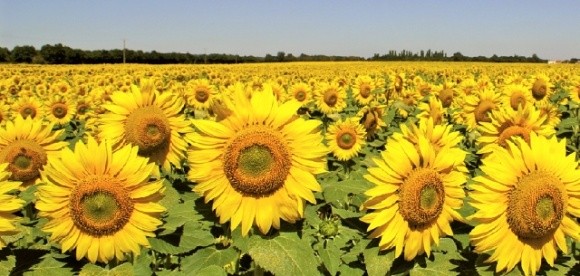 В Україні зібрали рекордний урожай соняшнику фото, ілюстрація