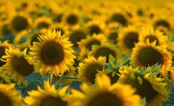 В Україні у 2022 році посівна площа під соняшником може стати найменшою за останні 13 років, – аналітики фото, ілюстрація