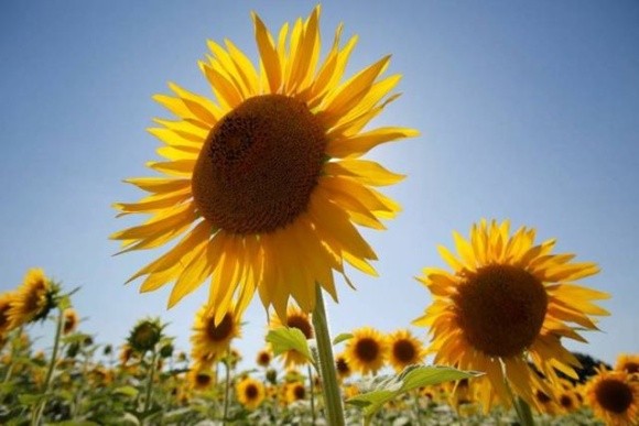ФАО розпочинає реєстрацію на отримання насіння кукурудзи та соняшнику для підтримки агровиробників з прифронтових областей фото, ілюстрація