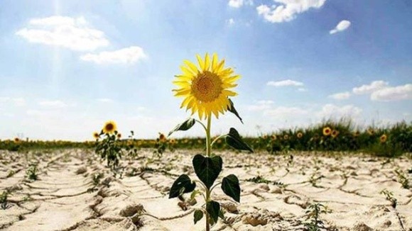 На Житомирщині вирощували соняшник на радіоактивно забруднених землях фото, ілюстрація