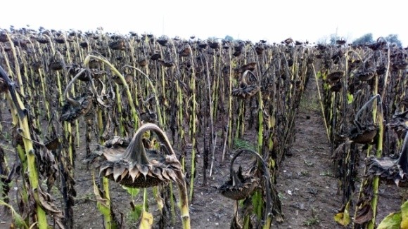 Наприкінці серпня агрометеоумови для завершення вегетації пізніх сільгоспкультур в Україні були неоднорідними фото, ілюстрація