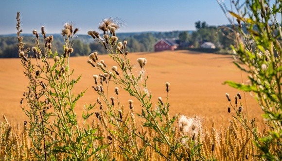 Агролайфхак: сбор урожая на засоренном поле фото, иллюстрация