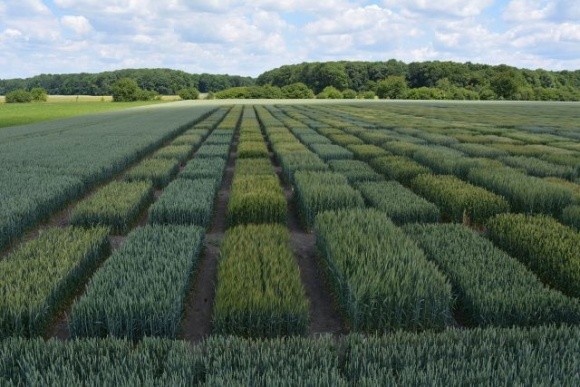 Повний технологічний аналіз вітчизняних й іноземних сортів ярої пшениці показав, що сорти миронівської селекції найкращі фото, ілюстрація
