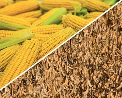 Перспективи врожаю кукурудзи та сої в Південній Америці покращуються фото, ілюстрація