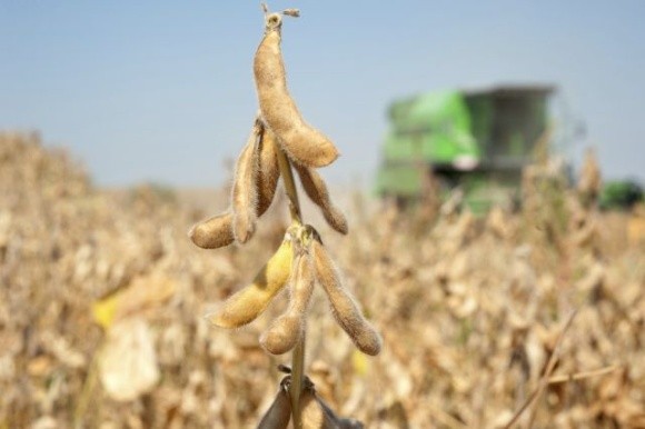 Урожайність сої на Запоріжжі на 40% вища за середню по Україні фото, ілюстрація