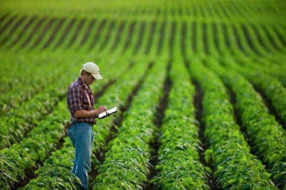 Агролайфак: як підвищити врожайність сої та кукурудзи? фото, ілюстрація