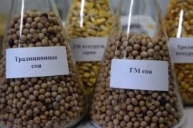 Перші українські господарства проходять сертифікацію як виробники не-ГМ сої фото, ілюстрація