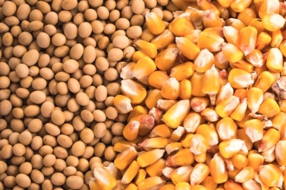 Урожайність сої та кукурудзи у США може бути збільшена за допомогою машинного навчання фото, ілюстрація