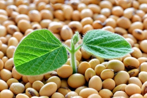 Нова розробка вітчизняних селекціонерів стане альтернативою іноземній ГМО сої фото, ілюстрація