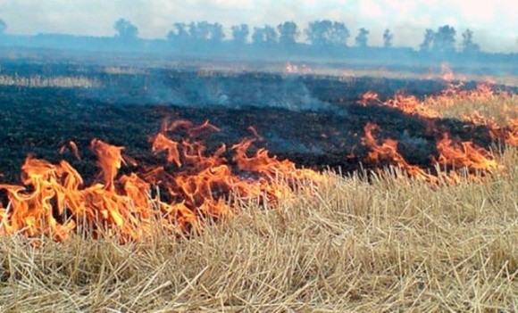 Орендарям заборонили випалювати залишки рослин і обкошувати землі біля торфовищ фото, ілюстрація