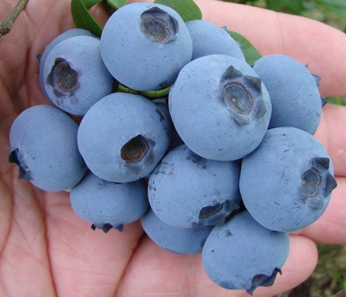 Українці ознайомилися з секретами вирощування лохини в Чилі фото, ілюстрація