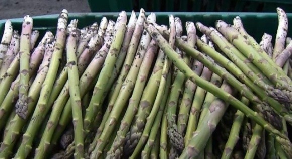 Вирощування спаржі: як ринок цього овочу набирає популярності в Україні і чи можна на ньому заробити? фото, ілюстрація
