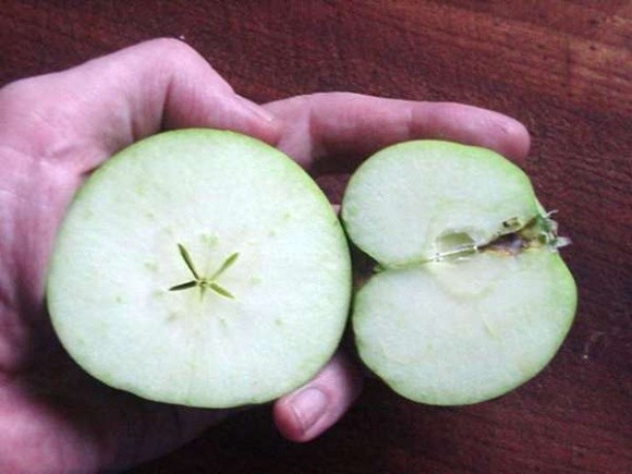 Ученые разгадывают секрет нестабильности плодоношения яблок фото, иллюстрация