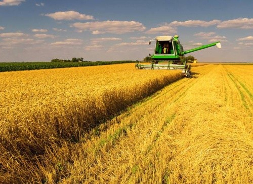 Жнива ранніх зернових розпочали 11 областей України фото, ілюстрація
