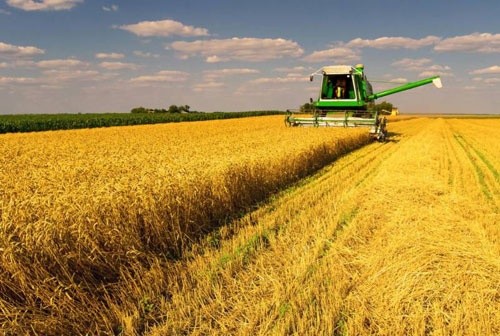 Прикарпатські хлібороби під врожай наступного року засіяли вже понад дванадцять тисяч гектарів озимої пшениці фото, ілюстрація