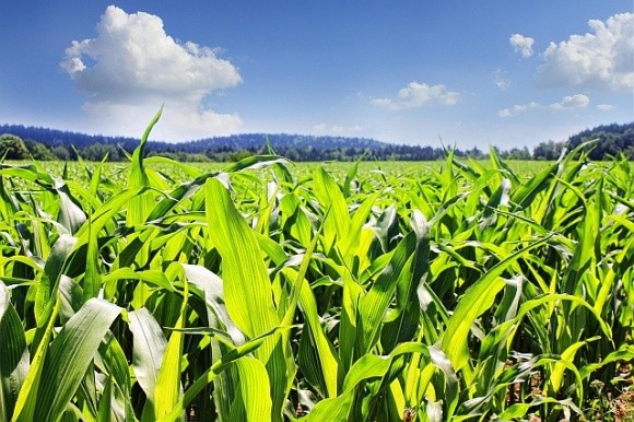 Більшість посівів кукурудзи в Україні в задовільному стані фото, ілюстрація