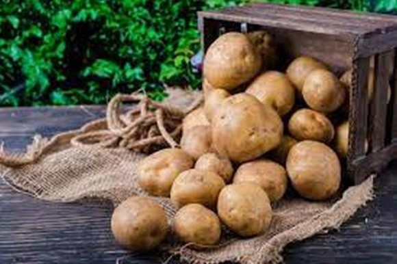 УкрНДНЦ розробив стандарт продовольчої картоплі фото, ілюстрація
