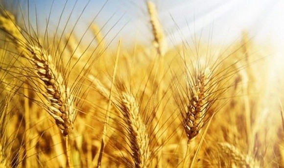 Стартові ціни на пшеницю в Україні зросли через невтішний прогноз врожаю для росії фото, ілюстрація