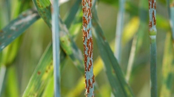 Китайські вчені створили пшеницю з геном стійкості до стеблової іржі фото, ілюстрація