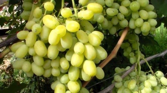 Столовий виноград — лідер по темпам зростання торгівлі фото, ілюстрація