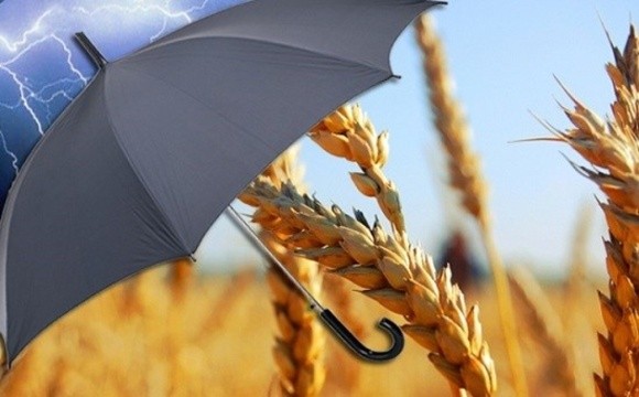 Monsanto, BASF и Syngenta включают в стоимость семян и СЗР страховку на посевы фото, иллюстрация