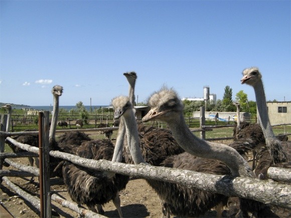 В Україні бум страусиних ферм, а в держбюджеті-2017 передбачено субсидії фото, ілюстрація
