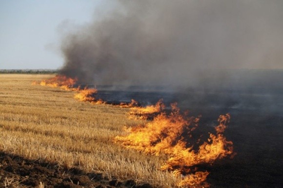 На Дніпропетровщині фермер спалив сусіду 43 гектари пшениці фото, ілюстрація