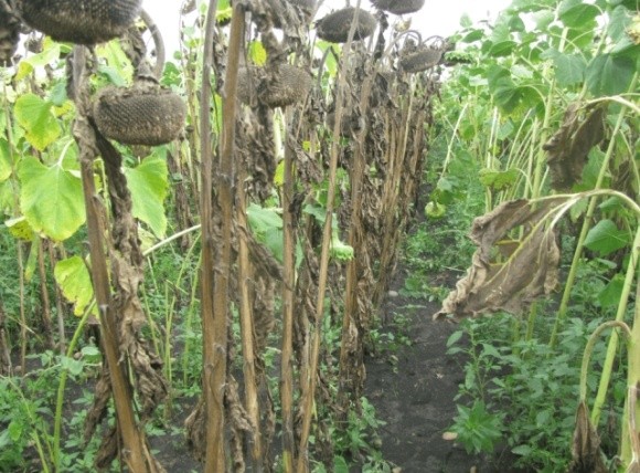 Україна втратила половину врожаю соняшнику: рослинна олія буде стрімко дорожчати фото, ілюстрація