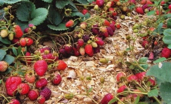 У Латвії може згнити урожай полуниці через відсутність заробітчан фото, ілюстрація