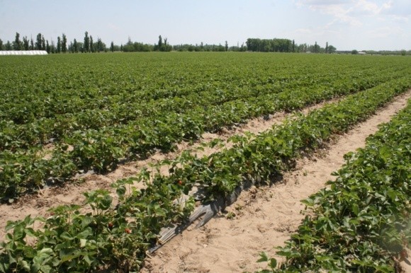 В Молдові дослідили ефективність новітніх технологій вирощування полуниці фото, ілюстрація