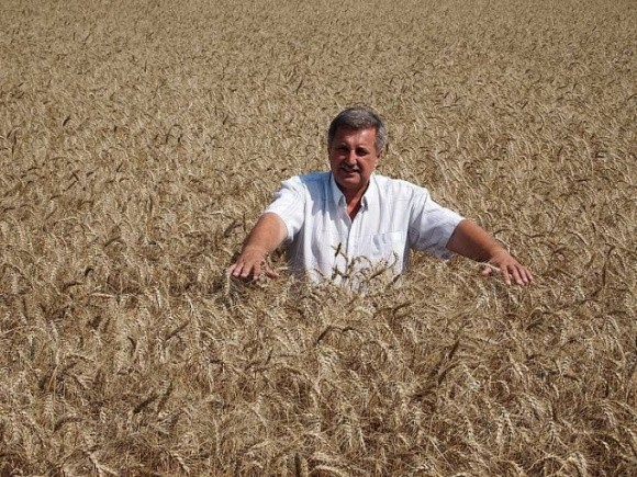 Дев’ять тонн озимої пшениці на круг цілком реально фото, ілюстрація