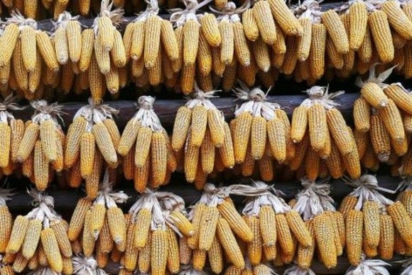 Сушити кукурудзу – дороге задоволення фото, ілюстрація