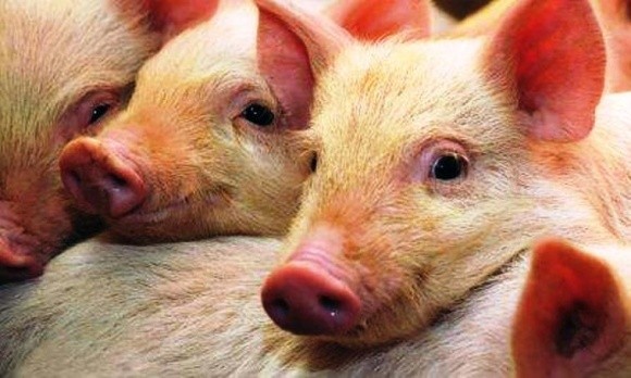 В Україні перерахували свиней: порадували лише західні регіони фото, ілюстрація