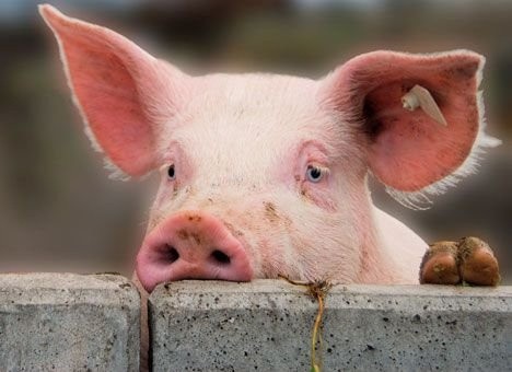 Білорусь обмежила імпорт свинини з двох регіонів України через АЧС фото, ілюстрація