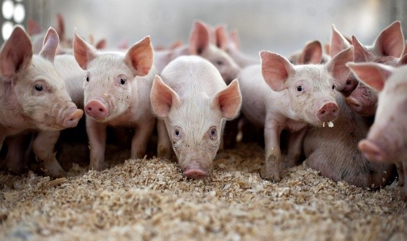 Україна стала нетто-експортером живого свинопоголів'я фото, ілюстрація