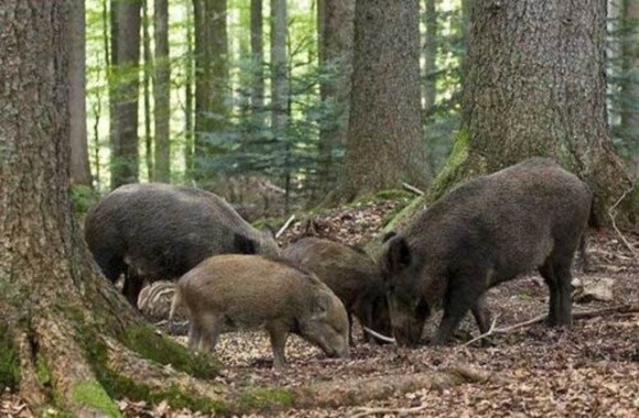 Неймовірне відкриття: дикі свині шкідливіші ніж автомобілі фото, ілюстрація