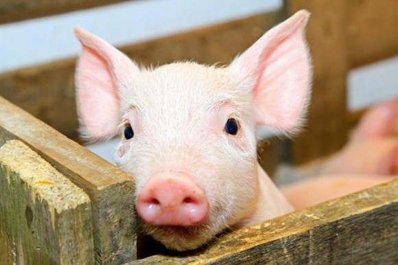 На Дніпропетровщині від голоду загинуло понад 20 свиней фото, ілюстрація