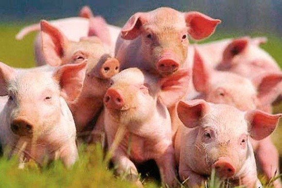 НKSG Agro планує експортувати свиней у Китай фото, ілюстрація