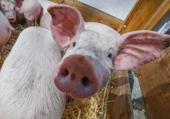 АЧС закриває для української свинини експортні ринки, — IFU фото, ілюстрація