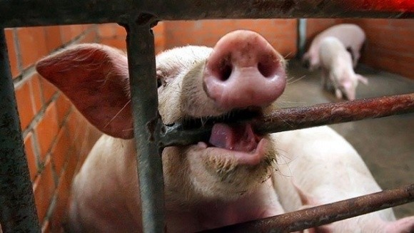 Агрохолдинг "Агрейн" експортував заражену АЧС свинину в Балтію фото, ілюстрація