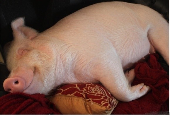 Свиньи бывают оптимистами и пессимистами, - ученые фото, ілюстрація
