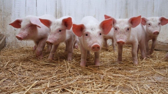 Україна до 2020 року може втратити 1,2 млн свиней, — В. Лапа фото, ілюстрація