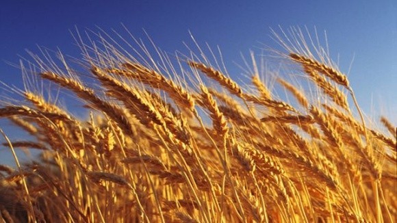 Світові ціни на пшеницю відреагували на вихід першого судна із зерном з порту Чорноморська фото, ілюстрація