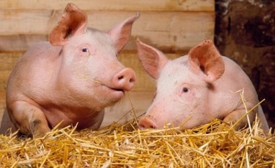 Молдова повністю заборонила імпорт української свинини фото, ілюстрація