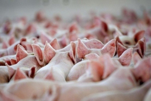 Експорт свиней з України пережив свій "бум" фото, ілюстрація