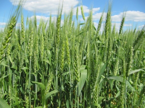 На Хмельниччині планують вирощувати корисні для здоров'я види пшениці фото, ілюстрація