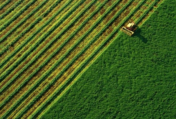  Компанія «ТАС Агро» завершила збирання пізніх зернових культур фото, ілюстрація