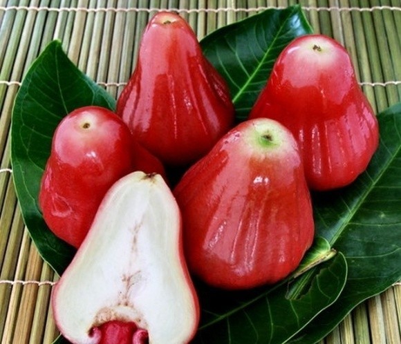 Тайські вчені вивели універсальний сорт яблук фото, ілюстрація