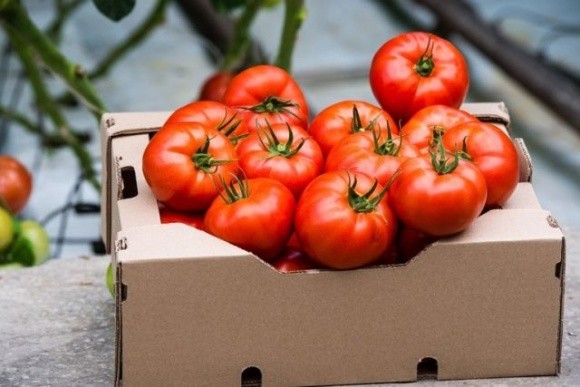 На ринку з’явились перші українські помідори фото, ілюстрація