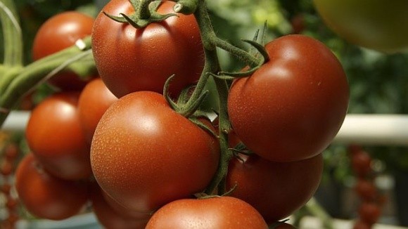 Тепличні комбінати завершують сезон томатів фото, ілюстрація